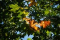 Autumnal maple leaves on the trees in Morarilor Park Royalty Free Stock Photo