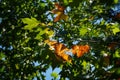 Autumnal maple leaves in the trees of Morarilor Park in Bucharest Royalty Free Stock Photo