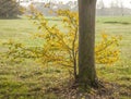 The autumnal meadows. Royalty Free Stock Photo