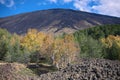 Autumnal mixed forest in Etna Mount Royalty Free Stock Photo