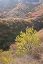 Autumnal mountain forest