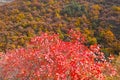 Autumnal mountain forest