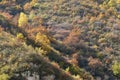 Autumnal mountain forest