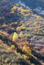 Autumnal mountain forest