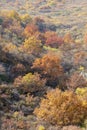 Autumnal mountain forest