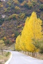 Autumnal mountain road