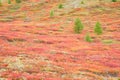 Autumnal mountain tundra