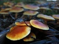 Autumnal Mushrooms Royalty Free Stock Photo