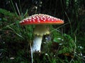 Autumnal Mushrooms Royalty Free Stock Photo