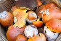 Autumnal mushrooms composition. boletus edulis fungi,seasonal ingredients Royalty Free Stock Photo