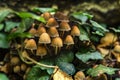 Autumnal mushrooms growing in the woods on a dead tree