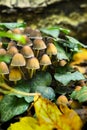 Autumnal mushrooms growing in the woods on a dead tree Royalty Free Stock Photo