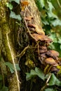 Autumnal mushrooms growing in the woods on a dead tree Royalty Free Stock Photo
