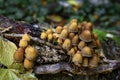 Autumnal mushrooms growing in the woods on a dead tree