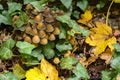 Autumnal mushrooms growing in the woods on a dead tree Royalty Free Stock Photo