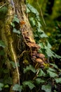 Autumnal mushrooms growing in the woods on a dead tree