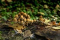 Autumnal mushrooms growing in the woods on a dead tree Royalty Free Stock Photo