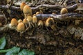 Autumnal mushrooms growing in the woods on a dead tree Royalty Free Stock Photo