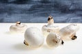 Autumnal Mushrooms with white background and gray wooden table Royalty Free Stock Photo