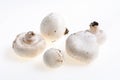 Autumnal Mushrooms with white background Royalty Free Stock Photo