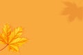 Autumnal natural background in a minimalist style. Yellow red maple leaf on a light orange background. Creative image. Free space