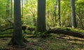 Autumnal natural deciduous forest in morning Royalty Free Stock Photo