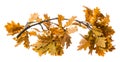 An autumnal oak branch Royalty Free Stock Photo