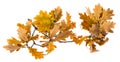 An autumnal oak branch