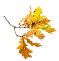 An autumnal oak branch Royalty Free Stock Photo