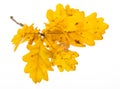 An autumnal oak branch