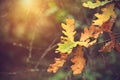 Autumnal oak branch at sunset Royalty Free Stock Photo