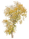 Autumnal oak tree isolated on white background, cutout tree