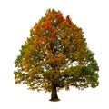 Autumnal oak tree isolated on white background. Yellow red green leaves. Nature object Royalty Free Stock Photo