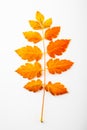 Autumnal orange leaves. Leaf isolated on white background Royalty Free Stock Photo
