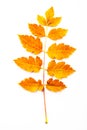 Autumnal orange leaves. Leaf isolated on white background Royalty Free Stock Photo