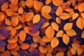 Autumnal Orange Leaves Rustling Against A Vibrant Violet Backdrop Create A Captivating Pattern