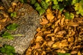 Autumnal painted beech leaves in warm, sunny light