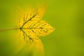 autumnal painted, blurred maple leaf
