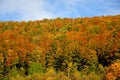 Autumnal painted forest in Germany