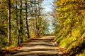 Autumnal painted forest with way