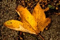Autumnal painted leaf Royalty Free Stock Photo