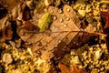 Autumnal painted leaf with dew drops