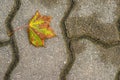 Autumnal painted leaf