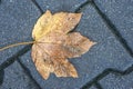 Autumnal painted leaf Royalty Free Stock Photo