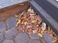 Autumnal painted leaves in a heap in the edge of stairs