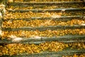 autumnal painted leaves on stairs