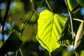 Autumnal painted lime tree leaf