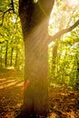 Autumnal painted tree in back light Royalty Free Stock Photo