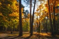 Autumnal park. Fall. Colourful autumn nature in sunny park. Amazing landscape with bright sunlight. Scenery vibrant forest. Royalty Free Stock Photo