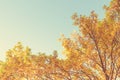 Autumnal Park. Oak branches with yellow autumn leaves against blue clear sky. Tinted Vintage Photo Royalty Free Stock Photo